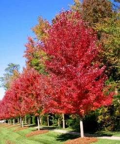 Brighter Blooms Shade Trees Autumn Blaze® Maple Tree