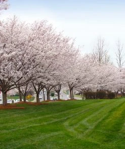 Brighter Blooms Autumn Cherry Tree Flowering Trees 7 Brighter Blooms Autumn Cherry Tree Flowering Trees