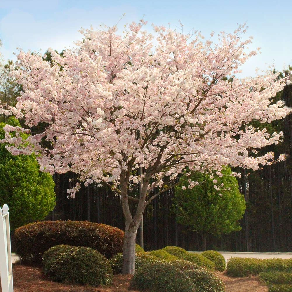 Brighter Blooms Autumn Cherry Tree Flowering Trees 2 Brighter Blooms Autumn Cherry Tree Flowering Trees