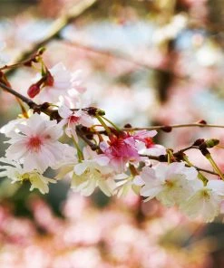 Brighter Blooms Autumn Cherry Tree Flowering Trees 6 Brighter Blooms Autumn Cherry Tree Flowering Trees