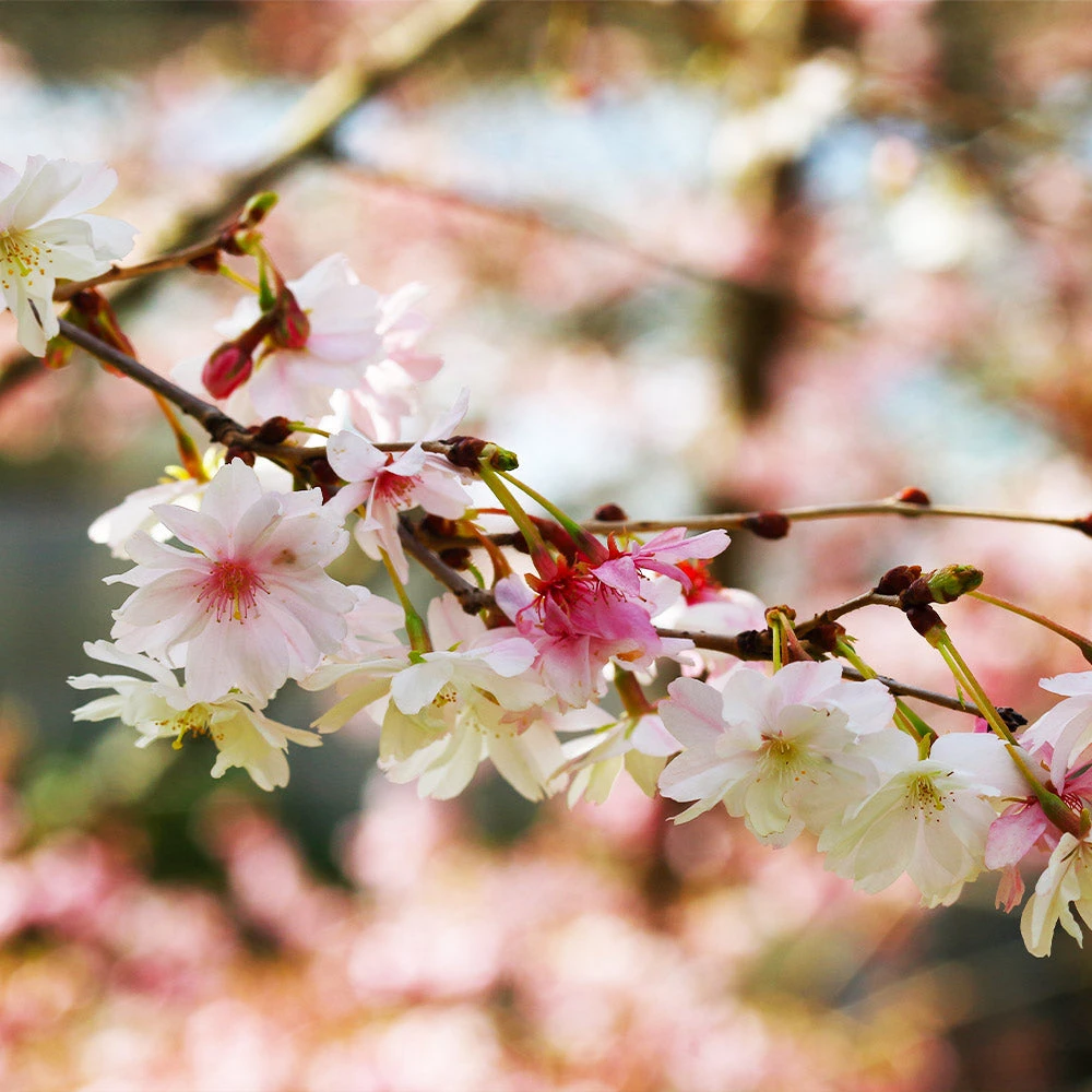 Brighter Blooms Autumn Cherry Tree Flowering Trees 3 Brighter Blooms Autumn Cherry Tree Flowering Trees