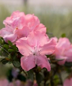 Brighter Blooms Autumn Debutante® Encore® Azalea Shrub Shrubs & Hedges 8 Brighter Blooms Autumn Debutante® Encore® Azalea Shrub Shrubs & Hedges