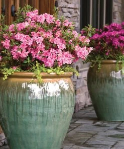 Brighter Blooms Autumn Debutante® Encore® Azalea Shrub Shrubs & Hedges