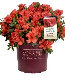 Brighter Blooms Shrubs & Hedges Autumn Embers™ Encore® Azalea Shrub