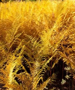 Brighter Blooms Shrubs & Hedges Brilliance Autumn Fern 9 Brighter Blooms Shrubs & Hedges Brilliance Autumn Fern