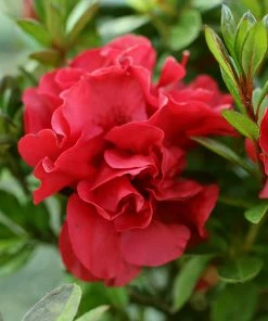 Brighter Blooms Autumn Fire™ Encore® Azalea Shrub