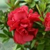 Brighter Blooms Autumn Fire™ Encore® Azalea Shrub