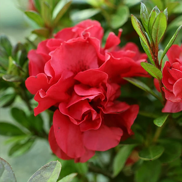 Brighter Blooms Autumn Fire™ Encore® Azalea Shrub 1 Brighter Blooms Autumn Fire™ Encore® Azalea Shrub