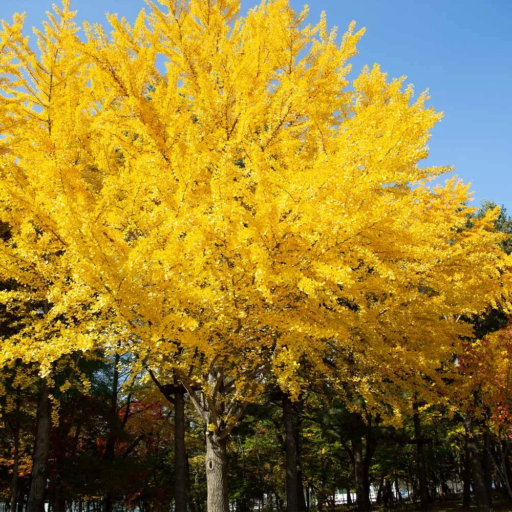 Brighter Blooms Shade Trees Autumn Gold Ginkgo Tree 2 Brighter Blooms Shade Trees Autumn Gold Ginkgo Tree