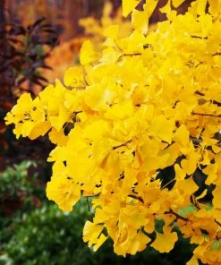 Brighter Blooms Shade Trees Autumn Gold Ginkgo Tree 8 Brighter Blooms Shade Trees Autumn Gold Ginkgo Tree