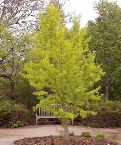 Brighter Blooms Shade Trees Autumn Gold Ginkgo Tree 7 Brighter Blooms Shade Trees Autumn Gold Ginkgo Tree