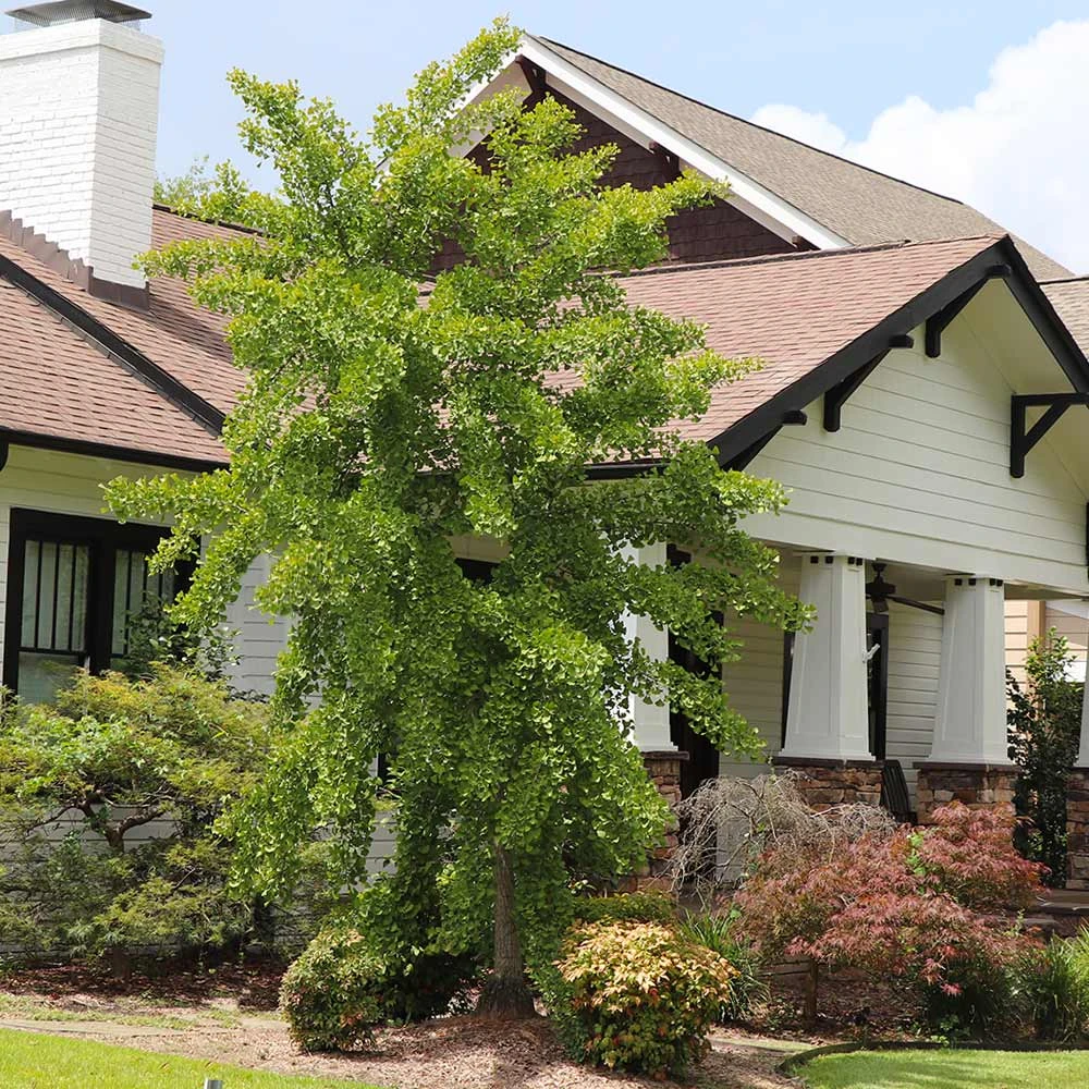Brighter Blooms Shade Trees Autumn Gold Ginkgo Tree 5 Brighter Blooms Shade Trees Autumn Gold Ginkgo Tree