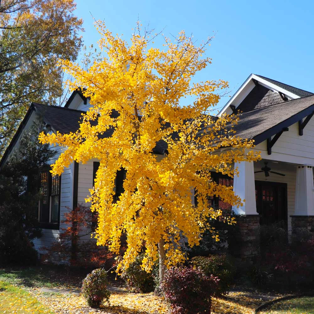 Brighter Blooms Autumn Gold Ginkgo Tree Shade Trees 5 Brighter Blooms Autumn Gold Ginkgo Tree Shade Trees