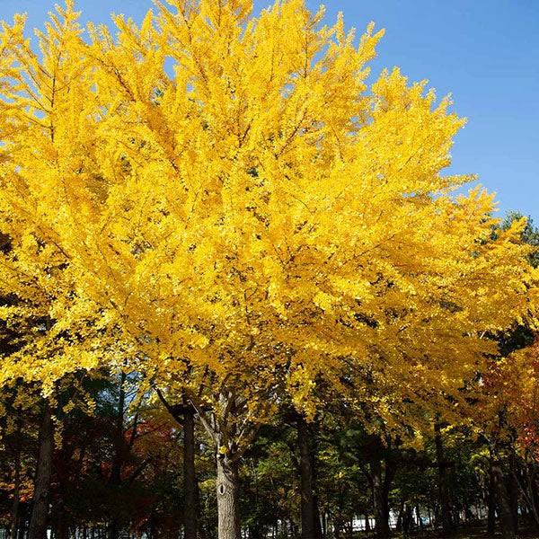 Brighter Blooms Shade Trees Autumn Gold Ginkgo Tree 1 Brighter Blooms Shade Trees Autumn Gold Ginkgo Tree