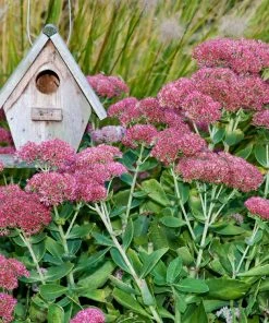 Brighter Blooms Perennials Autumn Joy Sedum Shrub