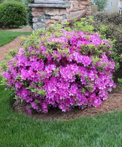 Brighter Blooms Autumn Royalty® Encore® Azalea Shrub Shrubs & Hedges