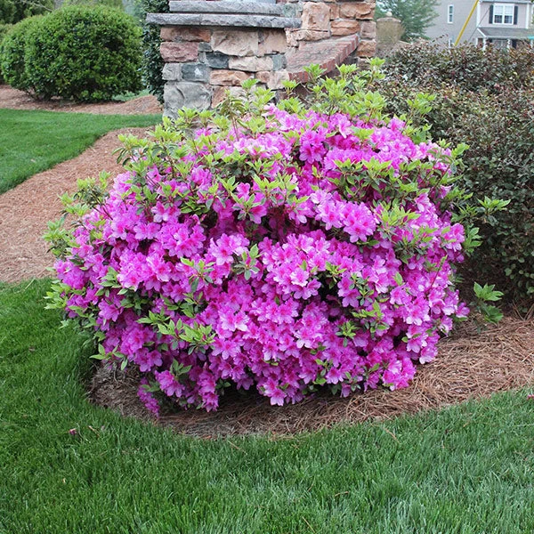 Brighter Blooms Autumn Royalty® Encore® Azalea Shrub Shrubs & Hedges 1 Brighter Blooms Autumn Royalty® Encore® Azalea Shrub Shrubs & Hedges