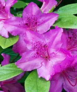 Brighter Blooms Shrubs & Hedges Karen Azalea