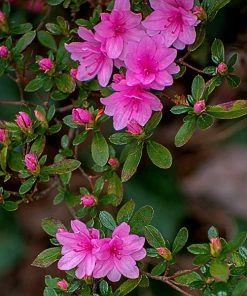 Brighter Blooms Shrubs & Hedges Karen Azalea