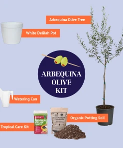 Brighter Blooms Arbequina Olive Starter Kit Olive Trees