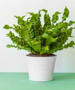 Brighter Blooms Ferns Bird's Nest Fern