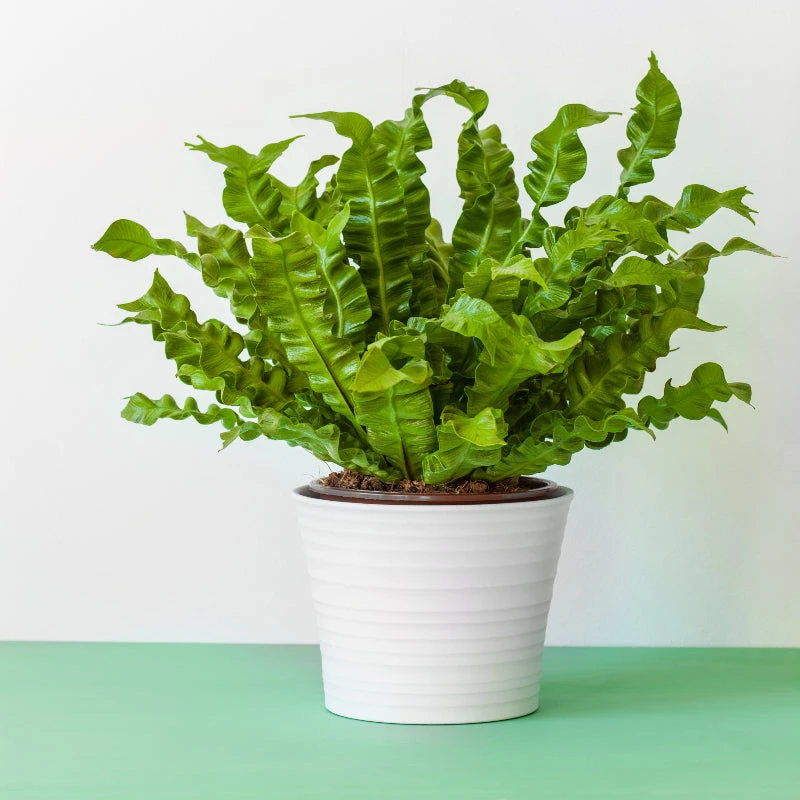 Brighter Blooms Ferns Bird's Nest Fern 2 Brighter Blooms Ferns Bird's Nest Fern