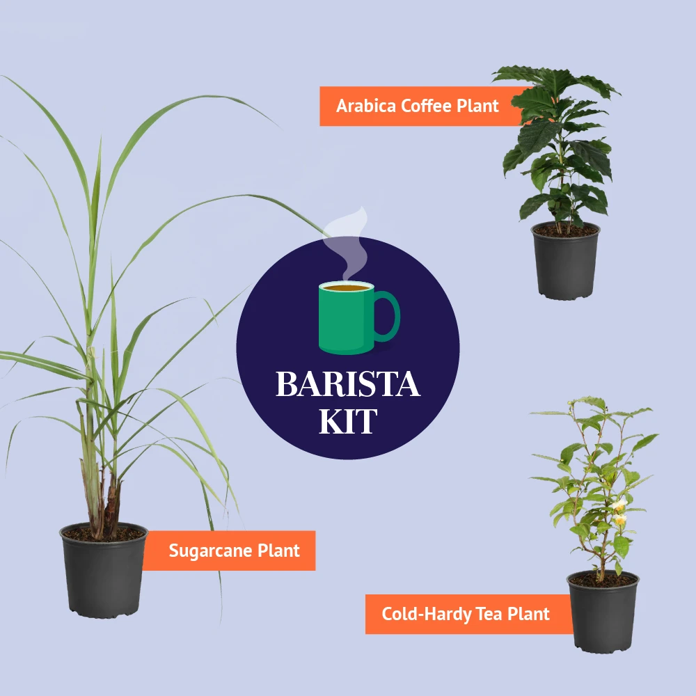Brighter Blooms Barista Kit 3 Brighter Blooms Barista Kit