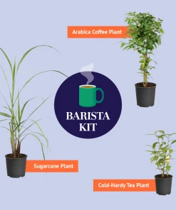 Brighter Blooms Cold Hardy Tea Plant SHOP ALL 11 Brighter Blooms Cold Hardy Tea Plant SHOP ALL