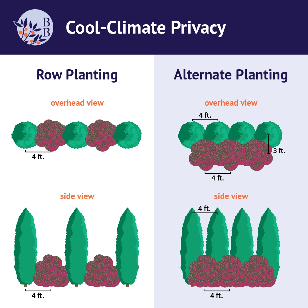 Brighter Blooms Cool-Climate Privacy Kit Evergreen & Privacy 3 Brighter Blooms Cool-Climate Privacy Kit Evergreen & Privacy