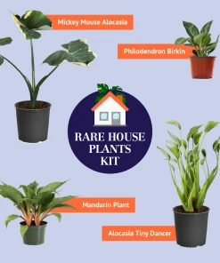 Brighter Blooms Rare House Plant Kit House & Patio 9 Brighter Blooms Rare House Plant Kit House & Patio