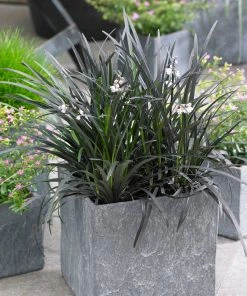 Brighter Blooms Black Mondo Grass