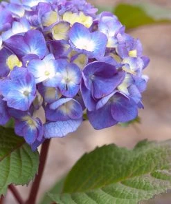 Brighter Blooms Endless Summer® BloomStruck® Hydrangea Shrub Shrubs & Hedges