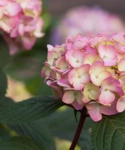 Brighter Blooms Endless Summer® BloomStruck® Hydrangea Shrub Shrubs & Hedges