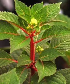 Brighter Blooms Endless Summer® BloomStruck® Hydrangea Shrub Shrubs & Hedges