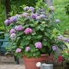 Brighter Blooms Endless Summer® BloomStruck® Hydrangea Shrub Shrubs & Hedges