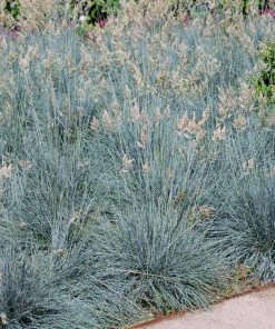Brighter Blooms Ornamental Grasses Blue Festuca Grass (Blue Fescue)