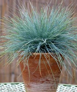 Brighter Blooms Ornamental Grasses Blue Festuca Grass (Blue Fescue)