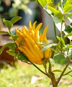 Brighter Blooms Buddha's Hand Citron Tree