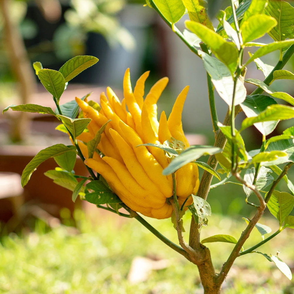 Brighter Blooms Buddha's Hand Citron Tree 2 Brighter Blooms Buddha's Hand Citron Tree