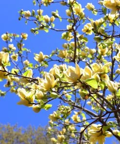 Brighter Blooms Butterfly Magnolia Tree 7 Brighter Blooms Butterfly Magnolia Tree