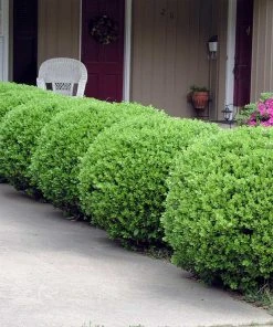 Brighter Blooms Baby Gem™ Boxwood Shrub