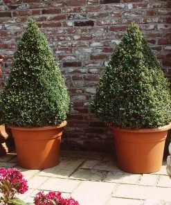 Brighter Blooms Baby Gem™ Boxwood Shrub