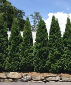 Brighter Blooms Baby Giant Thuja Tree Evergreen & Privacy 5 Brighter Blooms Baby Giant Thuja Tree Evergreen & Privacy
