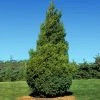 Brighter Blooms Baby Giant Thuja Tree Evergreen & Privacy