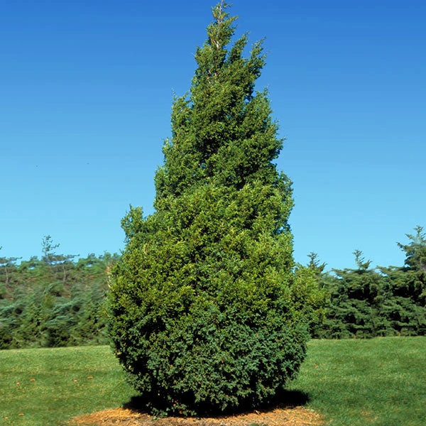 Brighter Blooms Baby Giant Thuja Tree Evergreen & Privacy 1 Brighter Blooms Baby Giant Thuja Tree Evergreen & Privacy