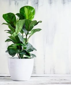 Brighter Blooms Bambino Fiddle Leaf Fig SHOP ALL