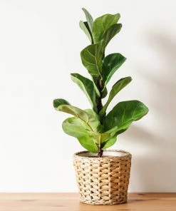 Brighter Blooms Bambino Fiddle Leaf Fig SHOP ALL