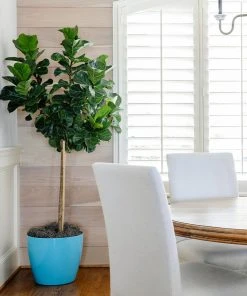 Brighter Blooms Bambino Fiddle Leaf Fig SHOP ALL