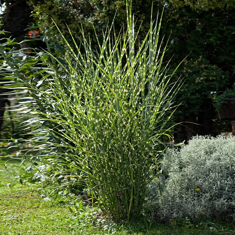 Brighter Blooms Miscanthus Bandwidth (Chinese Silver Grass) 2 Brighter Blooms Miscanthus Bandwidth (Chinese Silver Grass)