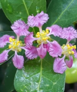 Brighter Blooms Fruit Trees Barbados (Acerola) Cherry